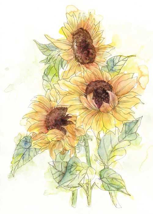 Intissé Standard Girasol