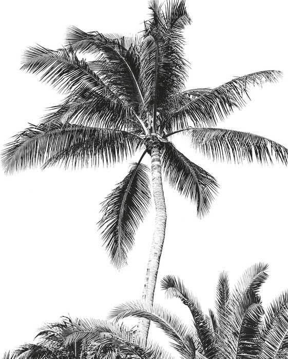 Intissé Standard Retro Palm