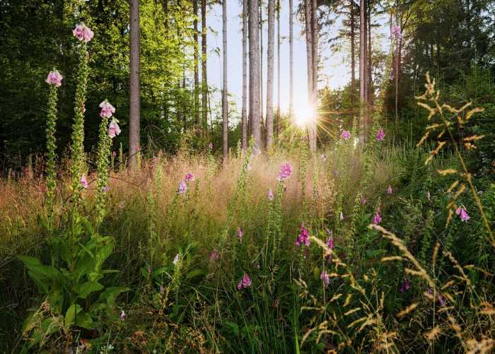 Intissé Standard Summer Glade