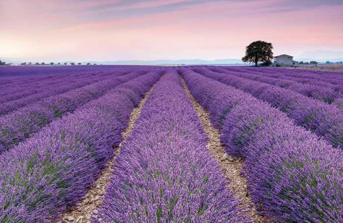 Intissé Standard Provence