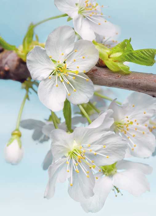 Intissé Blossom