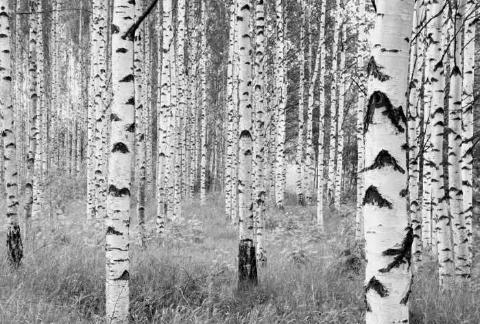 Intissé Woods