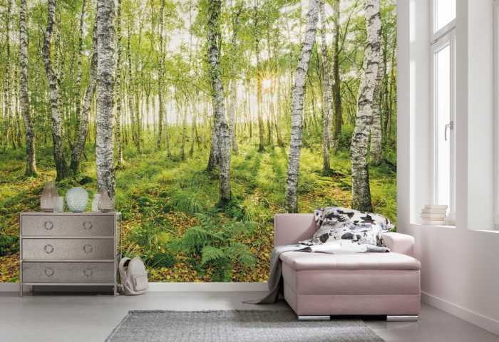 Intissé Premium Birch Trees