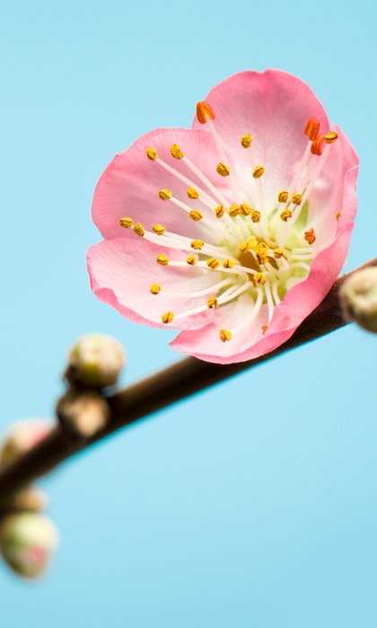 Intissé Standard Peach Blossom