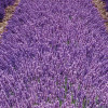 Provence