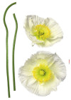 Pavot Blanc