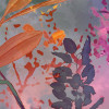 Wild Garden