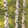 Birkenwald