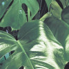 Verdure