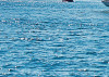 Sailing