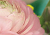 Gentle Rosé