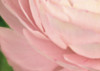 Gentle Rosé