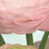 Gentle Rosé