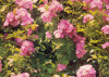 Rose Garden