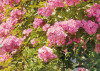 Rose Garden