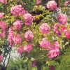 Rose Garden