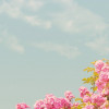 Rose Garden