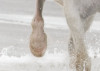 White Horses