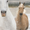 White Horses