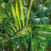 Jungle Trail