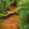 Jungle Trail