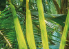 Jungle Trail