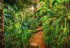 Jungle Trail