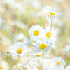 Daisies