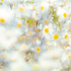 Daisies