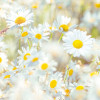 Daisies