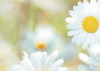 Daisies
