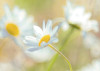Daisies