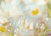 Daisies