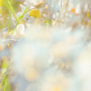 Daisies