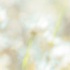 Daisies