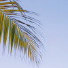 Paradise Morning