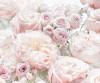 Spring Roses