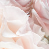 Spring Roses