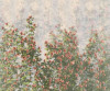 Wall Roses