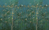 Birdsong Breeze