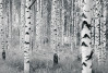 Woods