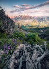 Flowering Tales