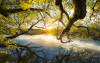 Golden Embrace