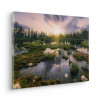 Gloomy Swamps