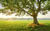 The Magic Tree
