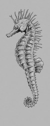 Sea Horse