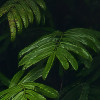 Oasis Verte