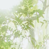 Oasis Verte