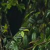 Oasis Verte