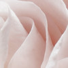 Parfum de Rose